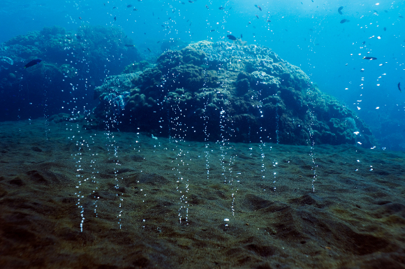 קרקעית הים ליד אינדונזיה | צילום: GEORGETTE DOUWMA / SCIENCE PHOTO LIBRARY 