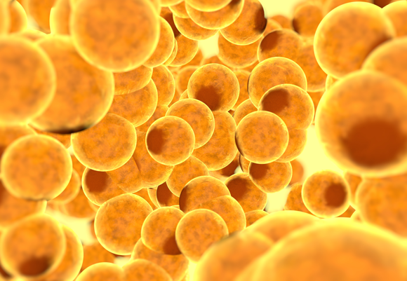 תאי שומן | Shutterstock, Pavel Chagochkin