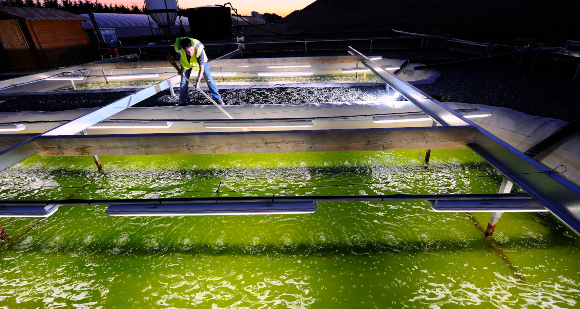גידול אצות כלורלה בבריכות בצרפת | צילום: MATTEIS / LOOK AT SCIENCES / SCIENCE PHOTO LIBRARY
