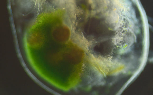 האם זו צורת התגוננות שעדיין לא הכרנו? אצות כלורלה בתא הביצים של הדפניה | צילום: Dania Albini