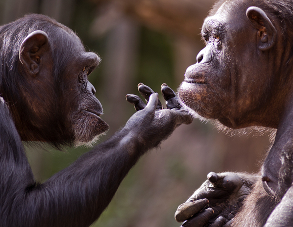 שפה המורכבת מעשרות מחוות, בעיקר תנועות ידיים. שימפנזים מתקשרים ביניהם | צילום: Shutterstock