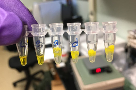 חוקר מראה למצלמה מבחנות ובהן דגימות מים, מוכנות לבדיקה | Northwestern University