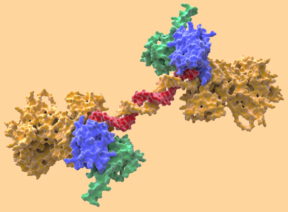 חלבון המסייע בתיקון שברים ב-DNA | איור: Alfred Pasieka / Science Photo Library
