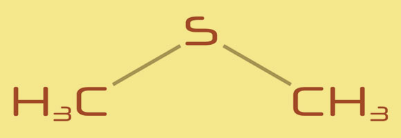 המולקולה הריחנית שנמצאת (כמעט) בכל מקום, ממזון מעובד ועד עננים: דימתיל סולפיד | איור: Shutterstock