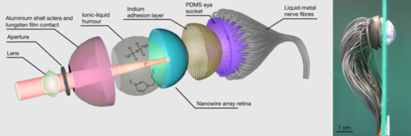 תרשים סכמטי של מבנה העין המלאכותית (משמאל) וצילום של העין עצמה (מימין) | מקור: אוניברסיטת הונג-קונג למדע ולטכנולוגיה, HKUST