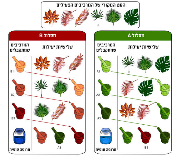 המסלולים לייצור התרופות במחקר | איור מקורי: מאמר המחקר