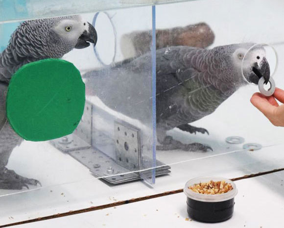 תוכי מחליף את האסימון שקיבל תמורת גרעין | קרדיט: Comparative Cognition Group