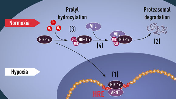 תגובת שרשרת מורכבת המסתיימת בפירוק החלבון HIF-1alpha או בייצור מוגבר של EPO | איור: אתר פרס נובל