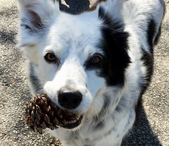 זכרה את שמותיהם של יותר מ-1,000 צעצועים, נוסף על האיצטרובל. הכלבה צ'ייסר | מקור: ויקיפדיה, פילי ביאנקי
