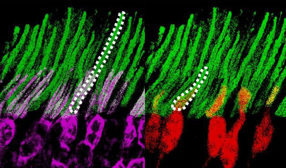 הננו-חלקיקים (ירוק) צמודים לתאים קולטי האור ברשתית - הקנים (סגול) והמדוכים (אדום) | מקור: Ma et al./Current Biology