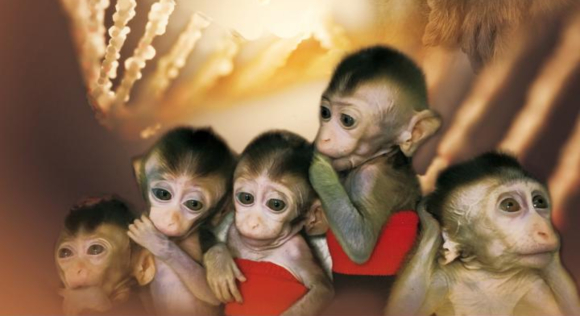 תסמיני מחלות האופייניות לפגמים בשעון הביולוגי. חמשת הקופים המשובטים | צילום: Science China Press