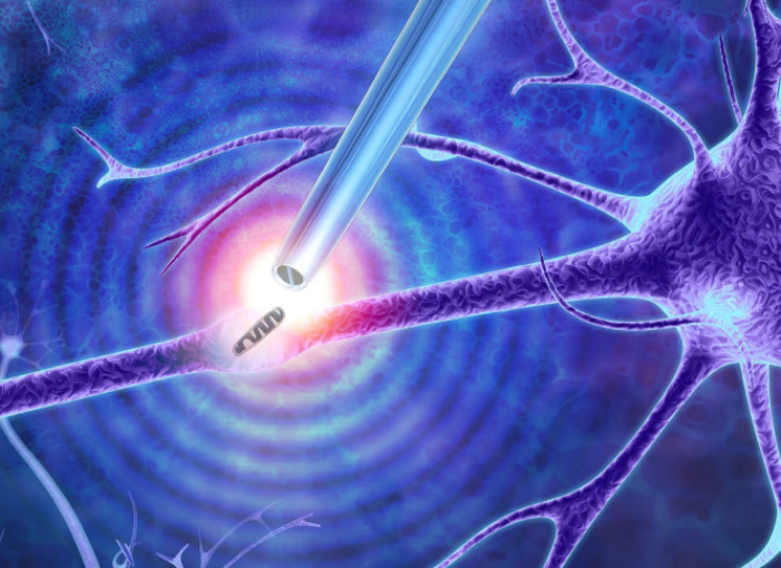 יישומים מחקריים ורפואיים. איור של הפינצטה שולפת מיטוכונדריה מאקסון | מקור: הפינצטה הננומטרית. איור: Imperial College London