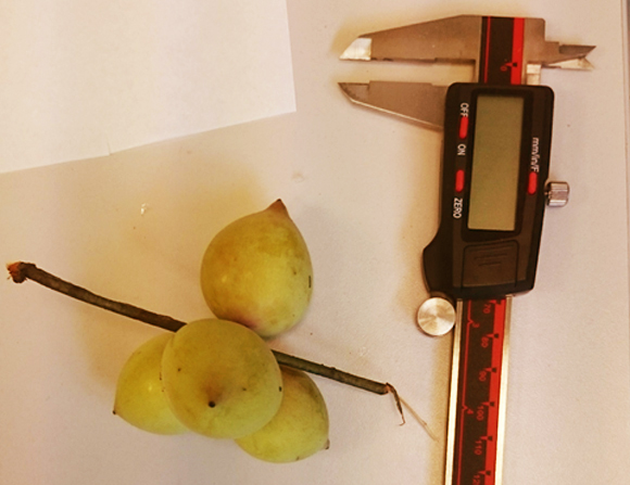 עצים שרק הלמורים נוגעים בהם. פירות של עץ וונדוונינה ששימשו במחקר הריחות | צילום: עומר נבו