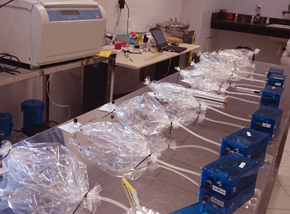 שואבים את הריחות לתוך שקיות הבישול. מעבדת השטח של נבו ועמיתיו במדגסקר | צילום: עומר נבו