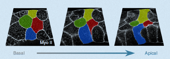 היפרדות והיצמדות של התאים | מתוך המאמר, Gómez-Gálvez et al.