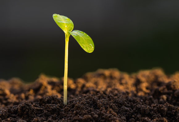 הזרע באדמה לא יכול למדוד את אורך היום, לכן הטמפרטורה והמים משפיעים על הנביטה | צילום: Shutterstock