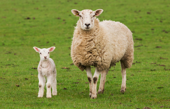 לוח השנה הפנימי לא מנותק לגמרי מהסביבה, ואצל הכבשים הוא מושפע מאורך היום | צילום: Shutterstock