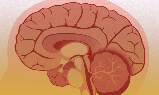 חיישנים בעין מעבירים את המידע על האור לבלוטת האיצטרובל במוח, המפרישה מלטונין | איור: Shutterstock