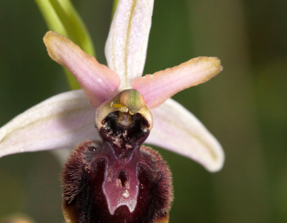 הדבורים מקדימות את הגחתן, והפרחים נשארים בלי מאביקים. דבורנית הקטיפה | צילום: Shutterstock