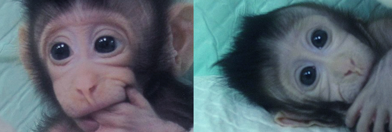 זהות מבחינה גנטית גם לקופה שמתאיה נוצרו וגם זו לזו. הקופות הואה הואה (מימין) וז'ונג ז'ונג | צילום: Qiang Sun and Mu-ming Poo