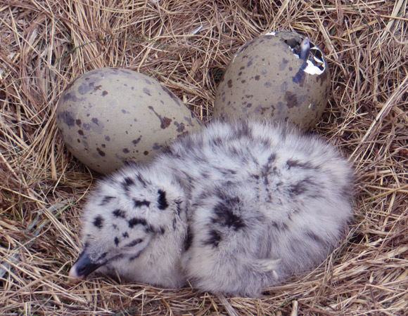 ובסוף הביצה בוקעת. גוזל שחף שבקע מהביצה (ואחד בדרך) | צילום: M.C. Stoddard