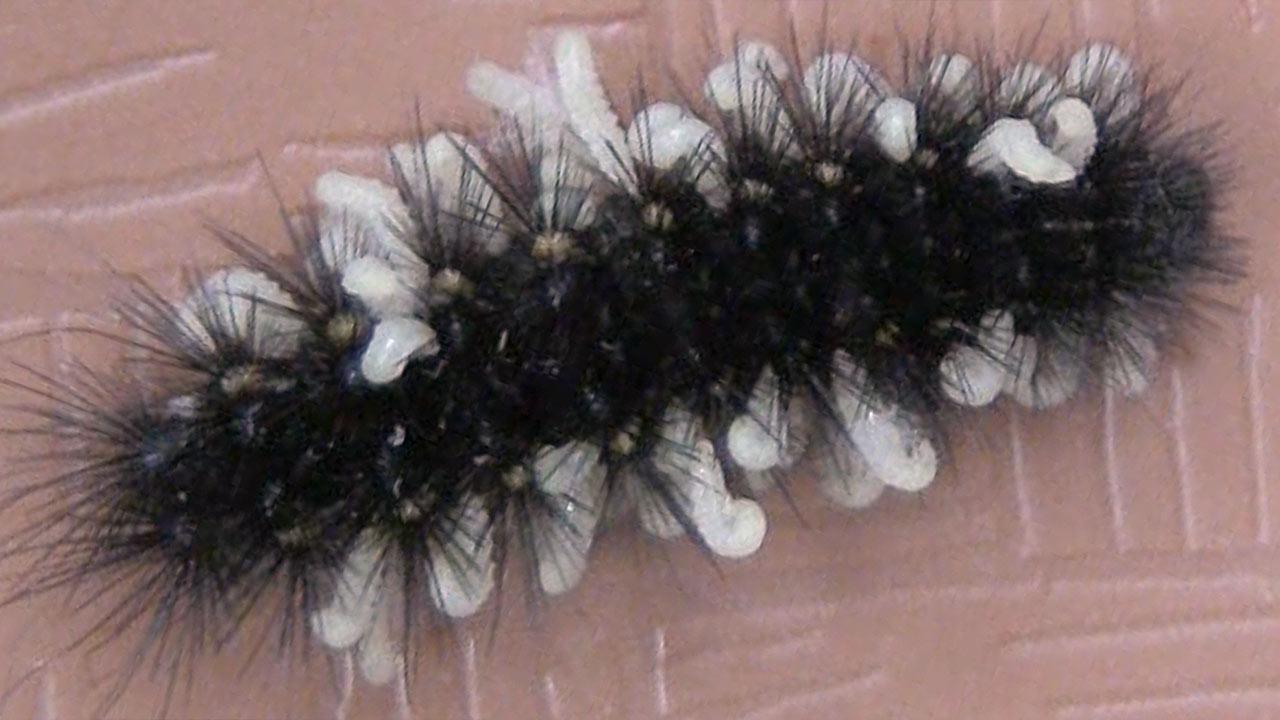 זחלי הצרעה הטפילית C. phobetri בוקעים מזחל העש G. incorrupta לאחר שאכלו אותו מבפנים. צילום: Melissa Bernardo, Wesleyan University