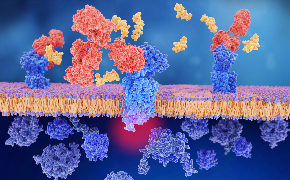 דוגמה למסלול תאי | איור: JUAN GAERTNER / SCIENCE PHOTO LIBRARY