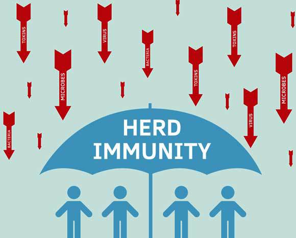 חסינות עדר | איור: Liliya Mukhitova, Shutterstock