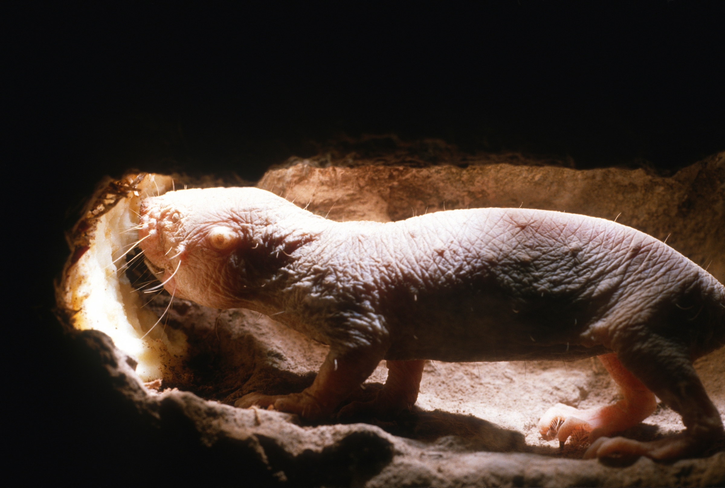 עמיד לכאבים מסוימים, תוחלת החיים שלו ארוכה מאוד והוא כמעט אינו חולה בסרטן. החולד העירום