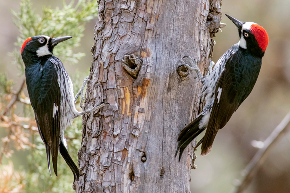 נקרי בלוטים (Melanerpes formicivorus) | צילום: Phil Degginger / Science Source / Science Photo Library