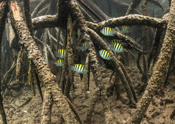 דגי דַּפְדּוּף שוחים בין מַנְגְרוֹבִים בגלפגוס | צילום: Nick Hawkins / Science Photo Library