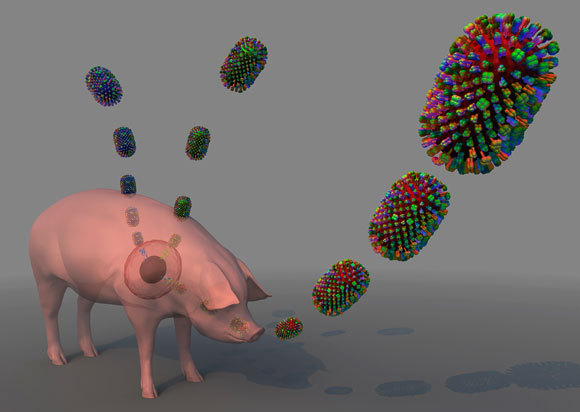 נגיף חדש נוצר לאחר ששני נגיפים הדביקו חזיר | איור: Russell Kightley / Science Photo Library