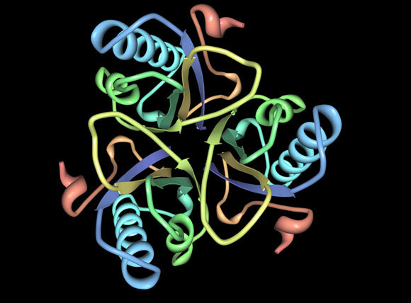 מבנה של חלבון חיידקי ממשפחת הכוריזמאט מוטאזים | ויקיפדיה, Jslipscomb