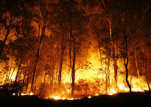 לשריפת יערות יש השלכות אקולוגיות קשות, אבל הן לא יגמרו לנו את החמצן | צילום: Peter J. Wilson, Shutterstock