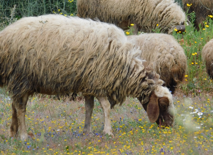 מועילות וחיוניות למינים מסוימים. כבשים רועות בשמורת השיטה המלבינה ברחובות | צילום: איגור ארמיאץ' שטיינפרס