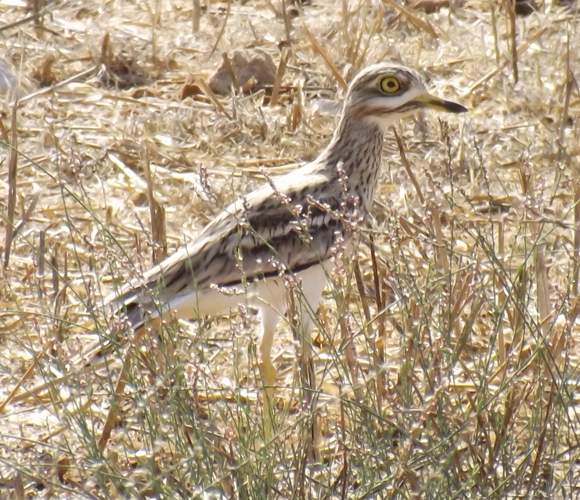 תלוי בעדרים האוכלים את העשב. הכרוון המצוי חי בשטחים הפנויים מעשב גבוה | צילום: איגור ארמיאץ' שטיינפרס