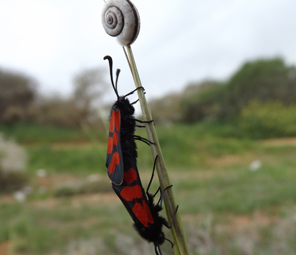 ססמבריק אדום, שזחליו ניזונים מצמח החרחבינה המכחילה השורד בזכות לחץ הרעייה | צילום: איגור ארמיאץ' שטיינפרס