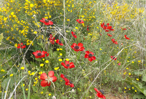 נורית אסיה וקידה שעירה בפריחה | צילום: איגור ארמיאץ' שטיינפרס
