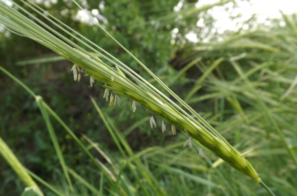 שיבולת של שעורת התבור, עם אבקנים התלויים מתחתיה, חשופים לרוח | צילום: איגור ארמיאץ' שטיינפרס