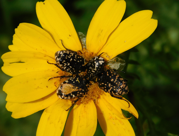 חרצית עטורה, עם חיפושיות מהמין פרחית נעמי. צילום: איגור ארמיאץ' שטיינפרס