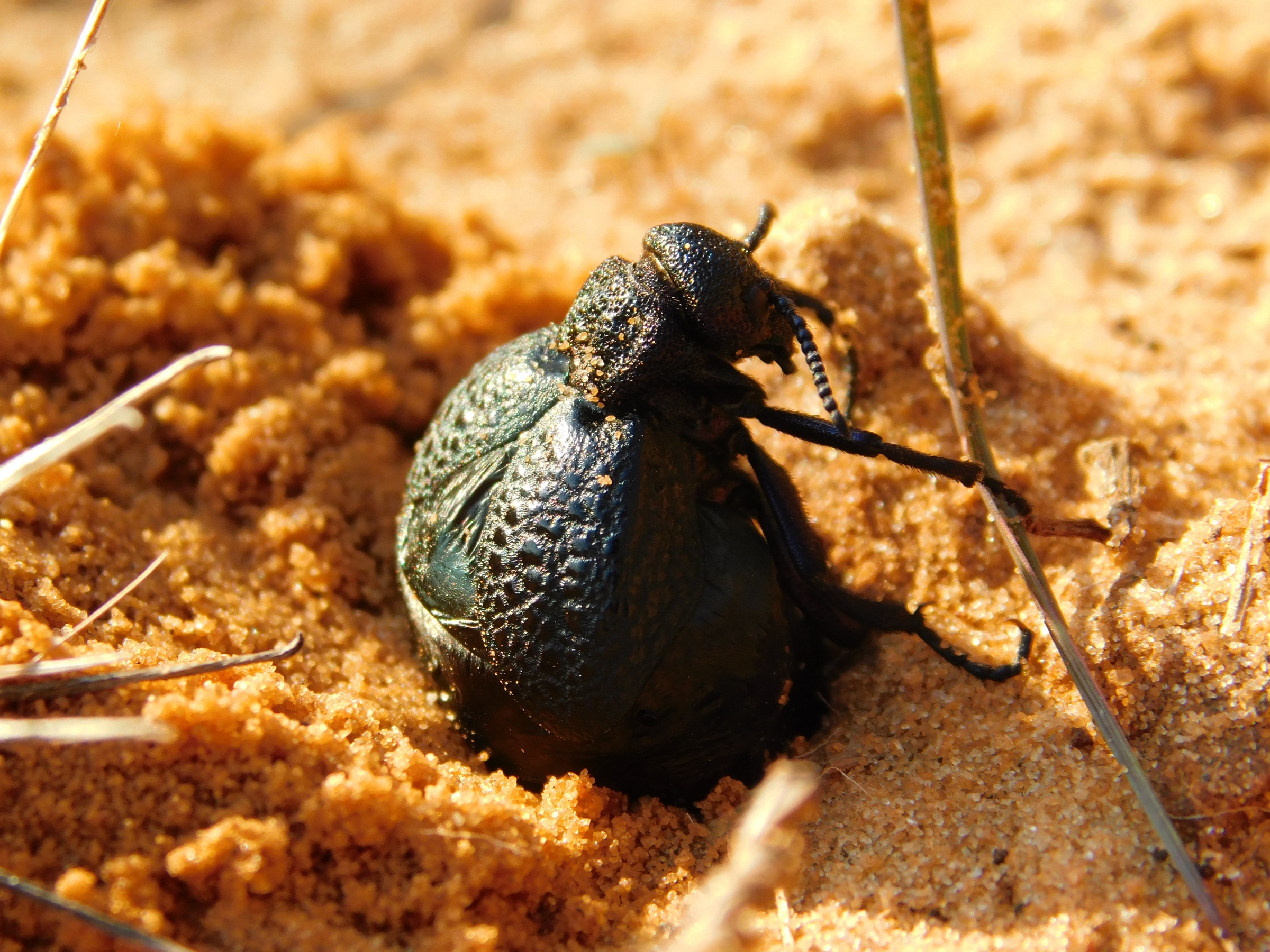 רפואנית (.Meloe sp) מטילה ביצים באדמה | איגור ארמיאץ' שטיינפרס