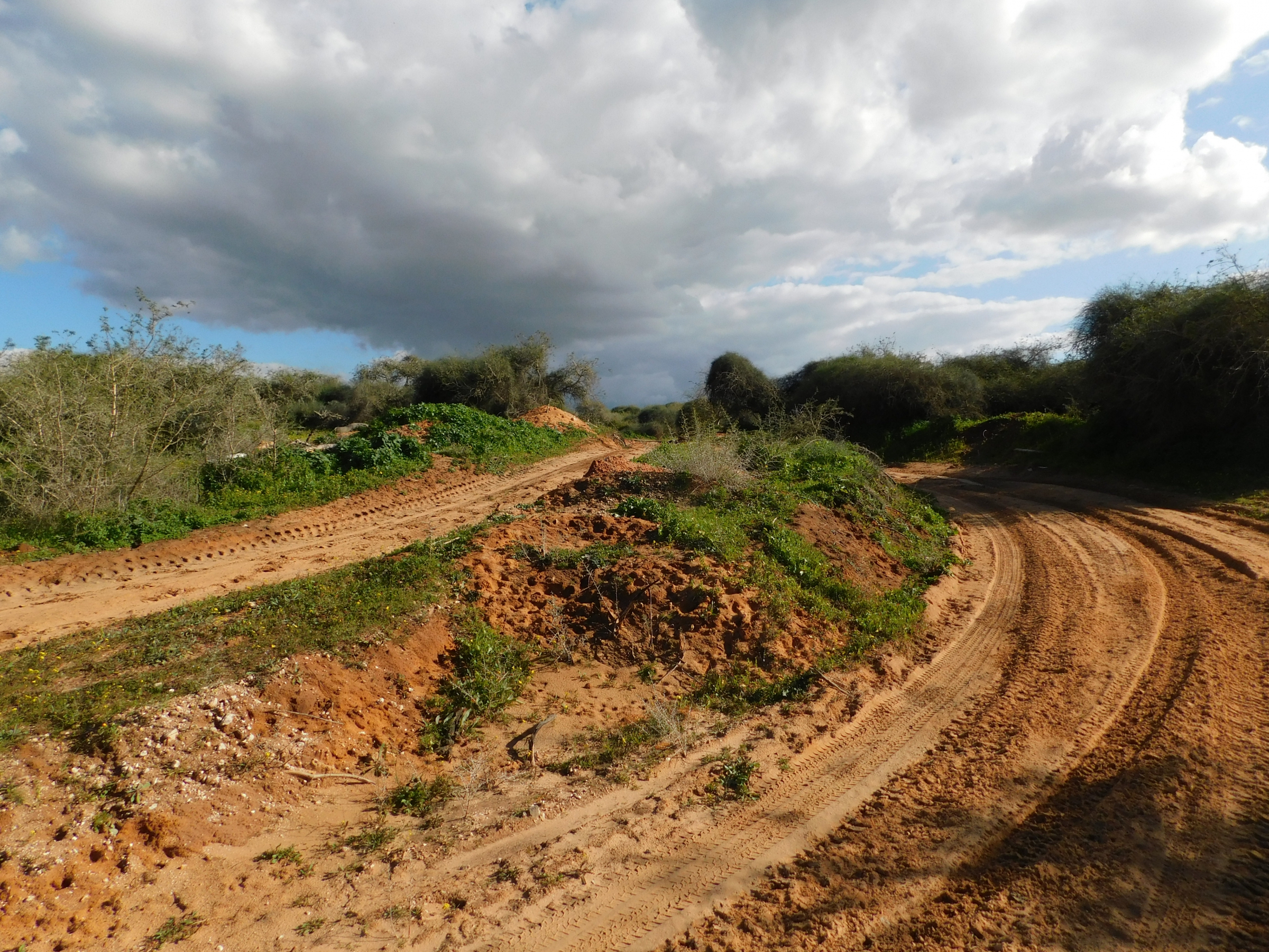 שבילים של רכבי שטח בשמורת השיטה המלבינה, ליד רחובות | צילום: איגור ארמיאץ' שטיינפרס