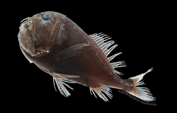 אחד הדגים האולטרה-שחורים, מהמין Anoplogaster cornuta | קרדיט: Karen Osborn, Smithsonian