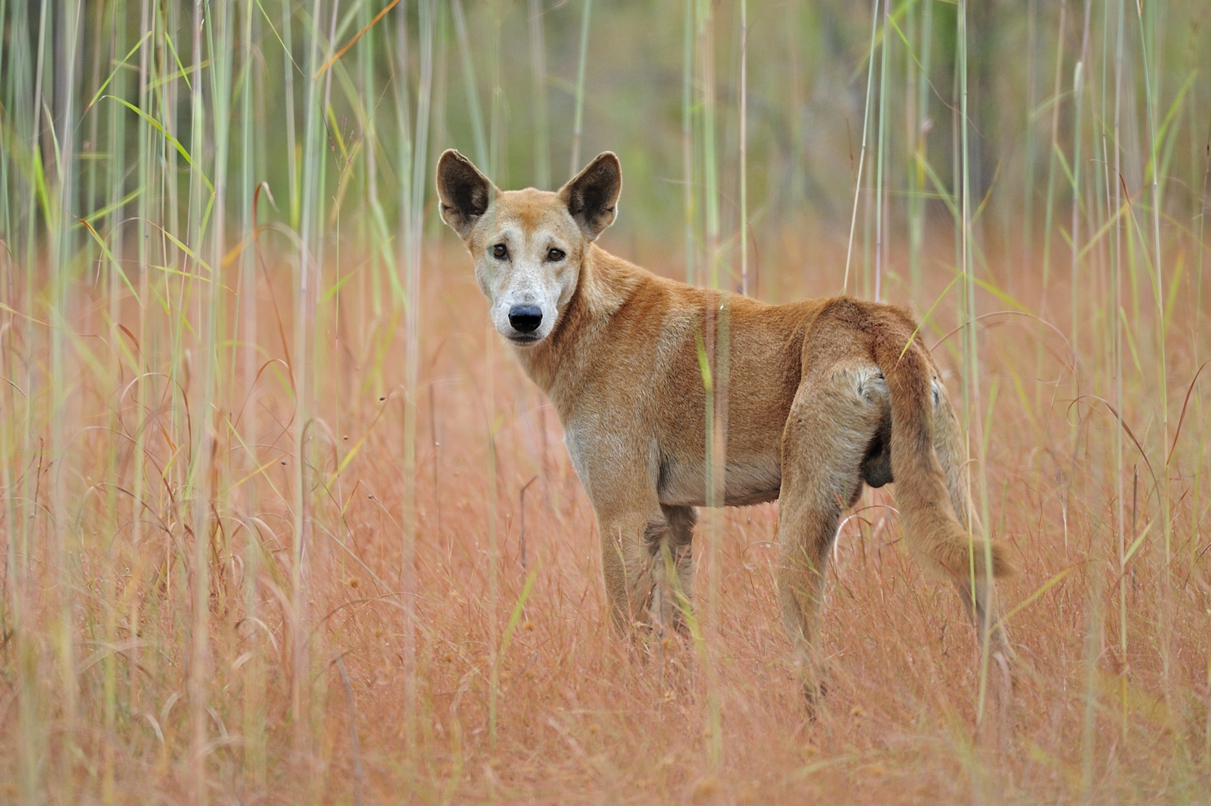 כלב פרא, הדינגו. spl