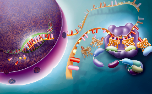 חיסון ייחודי: מולקולת mRNA מיוצרת בגרעין (משמאל) ומשמשת לייצור חלבון (מימין) | איור: JACOPIN / BSIP / SCIENCE PHOTO LIBRARY