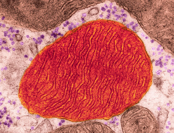  תמונת מיקרוסקופ אלקטרונים של מיטוכונדריון בתא לב | SPL, Dennis Kunkel Microscopy