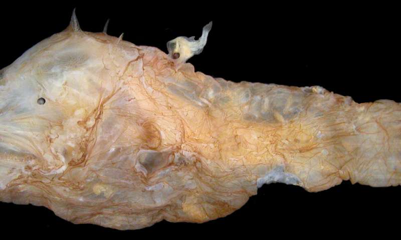 נקבת חכאי והזכר הטפיל מאוחה לגבה. קרדיט: Theodore W. Pietsch