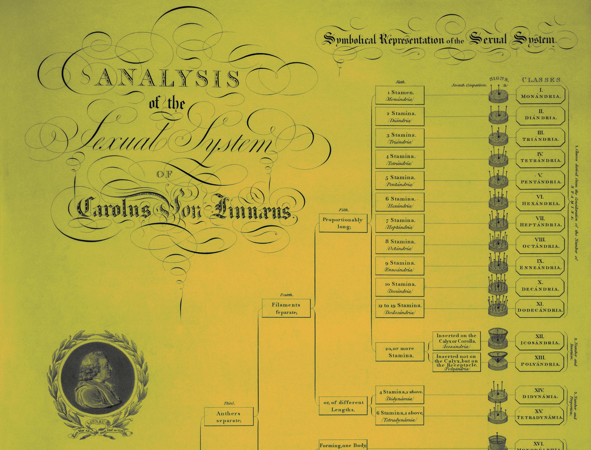 סיווג מערכות צמחים לפי לינאוס | מקור: HUMANITIES AND SOCIAL SCIENCES LIBRARY / NEW YORK PUBLIC LIBRARY / SCIENCE PHOTO LIBRARY