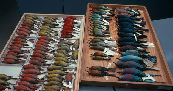 אוסף של ציפורי טנגריים | מקור: TOM MCHUGH / SCIENCE PHOTO LIBRARY