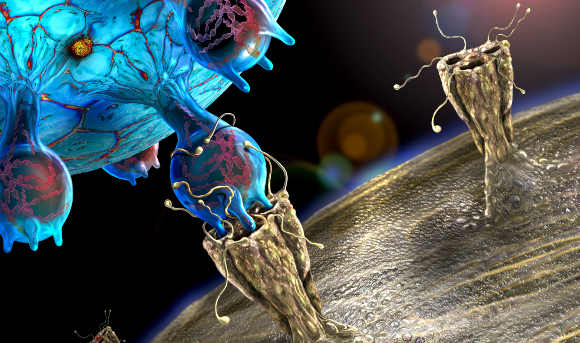 נגיף קורונה נצמד לקולטן ACE2 על פני תא אדם | איור: KEITH CHAMBERS / SCIENCE PHOTO LIBRARY